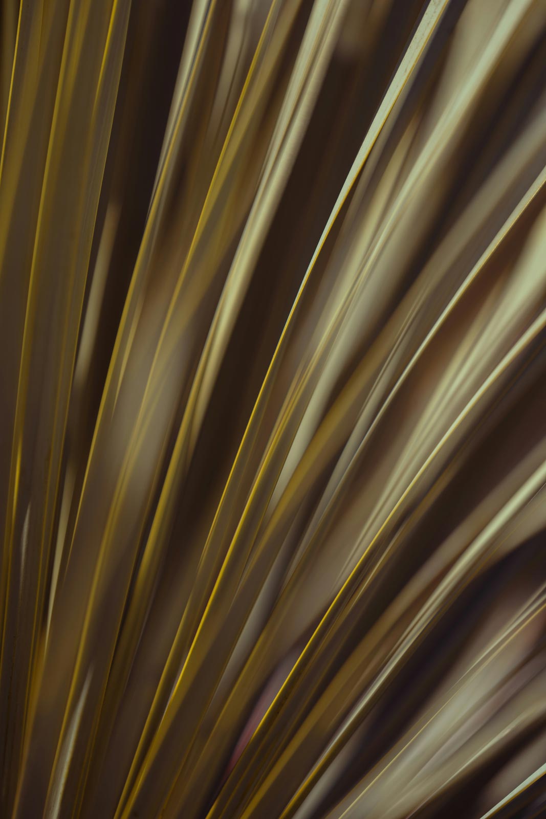Golden Fronds