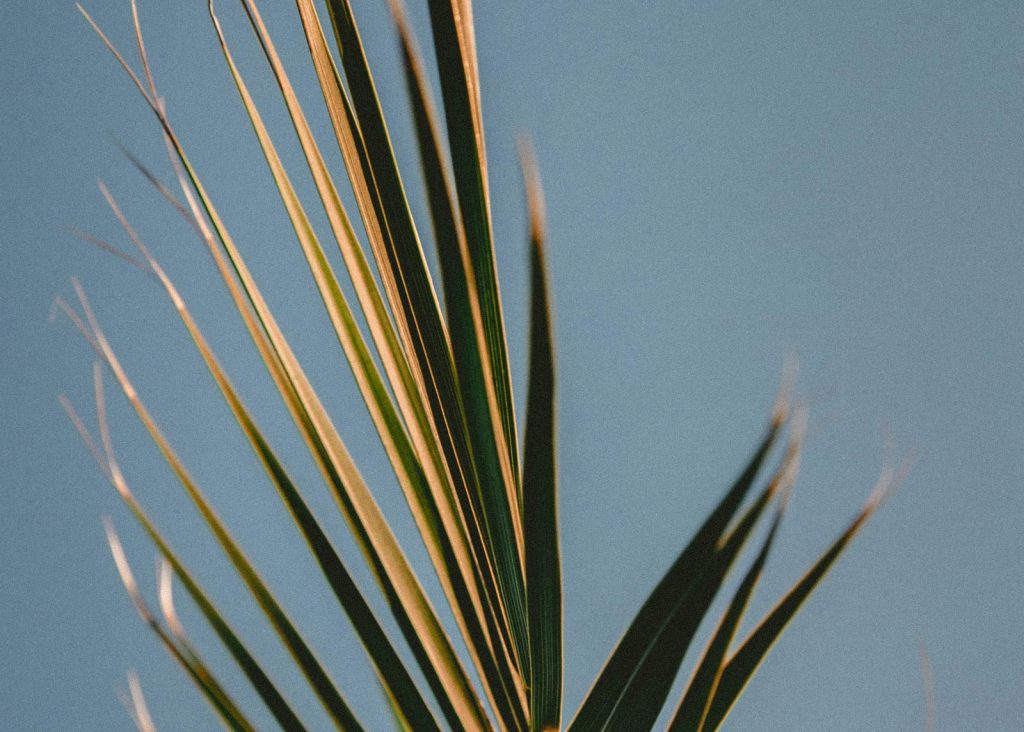 Palm Frond
