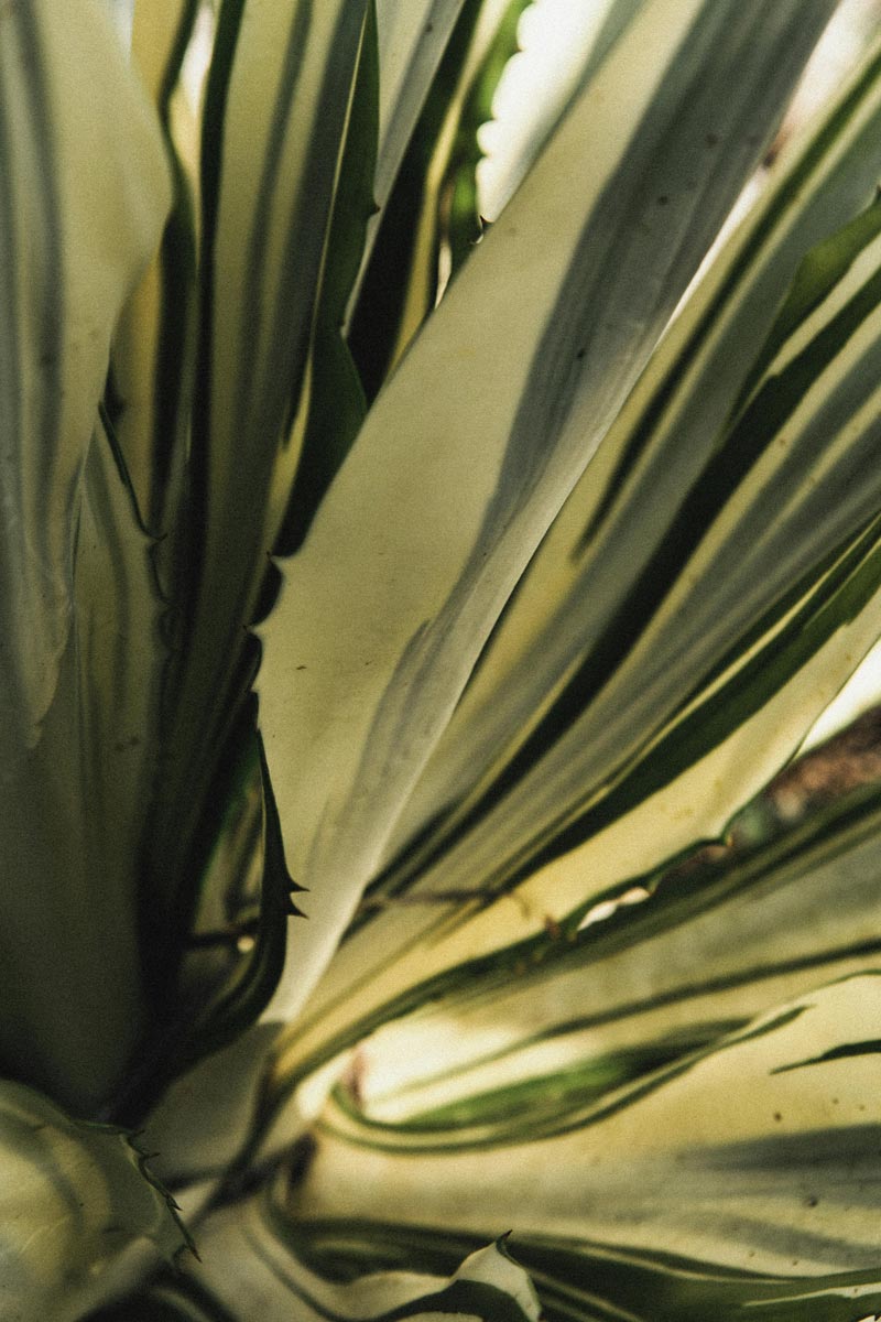 palm fronds